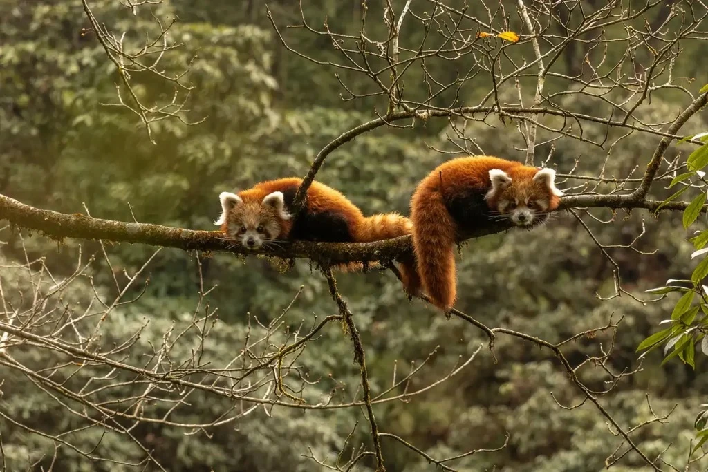 Red Panda Trail Trek
